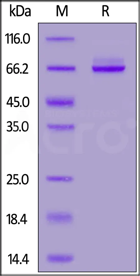 Biotinylated Human Syndecan-1 Protein, Fc,Avitag™ - image 1