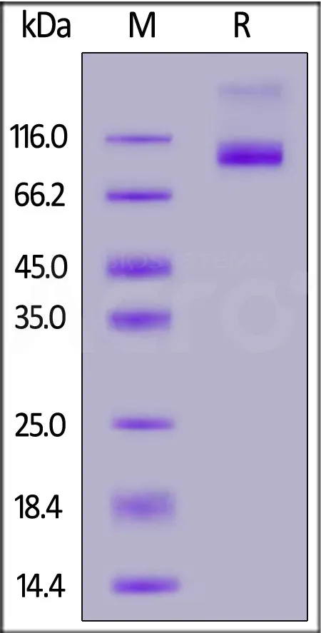 FITC-Labeled Human GUCY2C / Guanylyl cyclase C Protein, Fc Tag - image 1