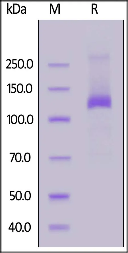 FITC-Labeled Human Her2 / ErbB2 Protein, Fc Tag - image 1
