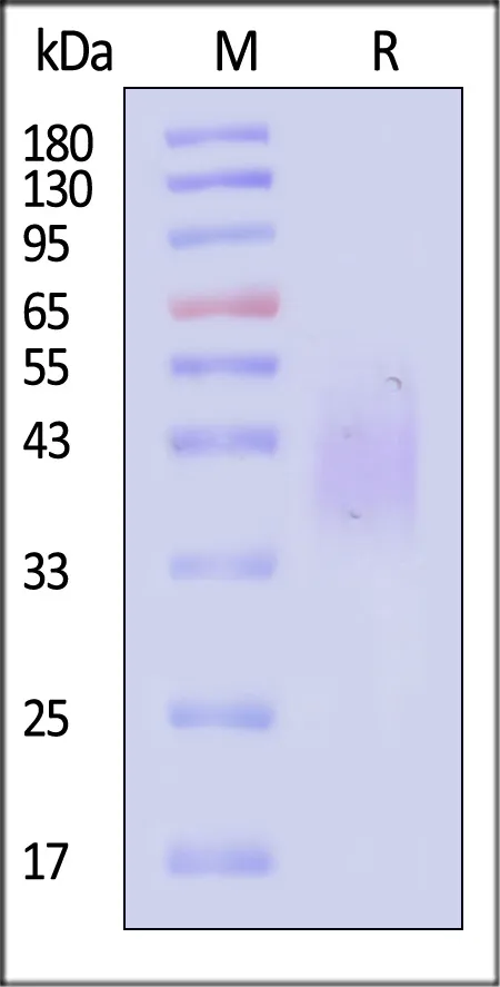 Cynomolgus / Rhesus macaque CD47 Protein, His Tag - image 1