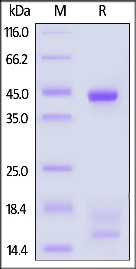 Biotinylated Human HLA-A*02:01&B2M&gp100 (YLEPGPVTA) Complex Protein (Monomer, MALS verified) - image 1