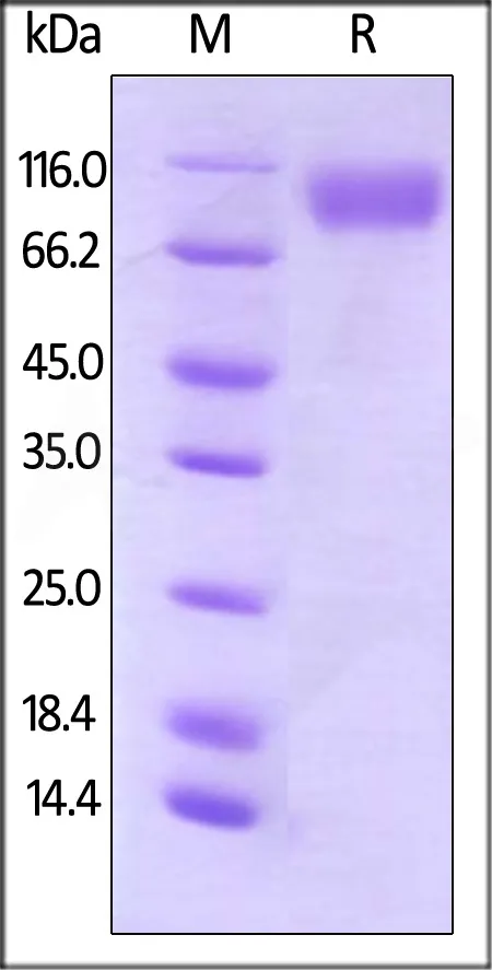 Biotinylated Human CD200 R1 / CRTR2 Protein, Fc,Avitag™ - image 1