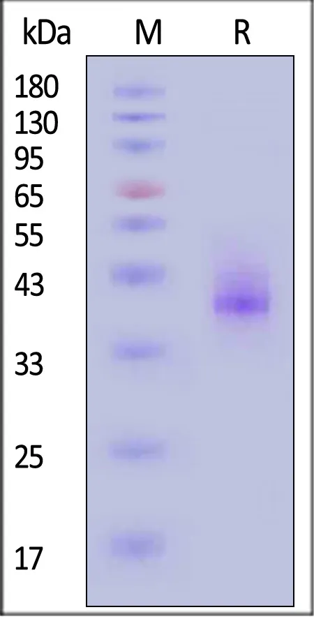 Biotinylated Mouse BCMA / TNFRSF17 Protein, Fc,Avitag™ - image 1