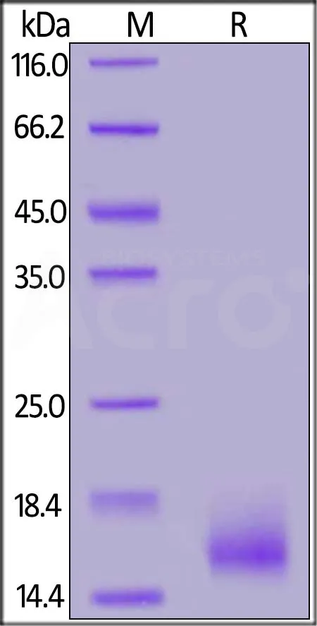 Biotinylated Cynomolgus / Rhesus macaque BCMA / TNFRSF17 Protein, His,Avitag™ - image 1