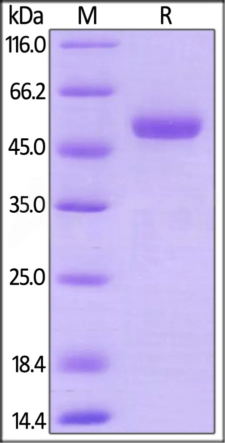 Mouse CD27 Ligand / CD70 Protein, Mouse IgG2a Fc Tag, low endotoxin - image 1