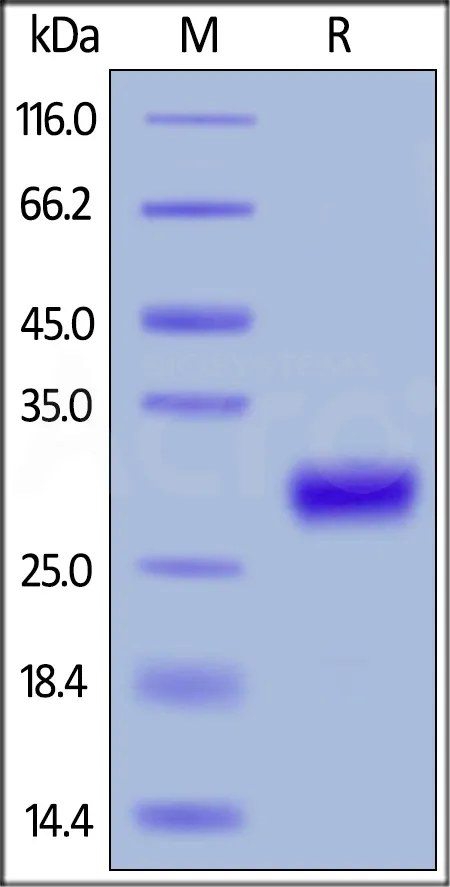 Mouse CD27 Ligand / CD70 Protein, His Tag, active trimer (MALS verified) - image 1