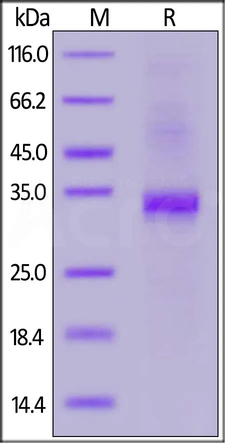 Biotinylated Human BLAME / SLAMF8 Protein, His,Avitag™ - image 1