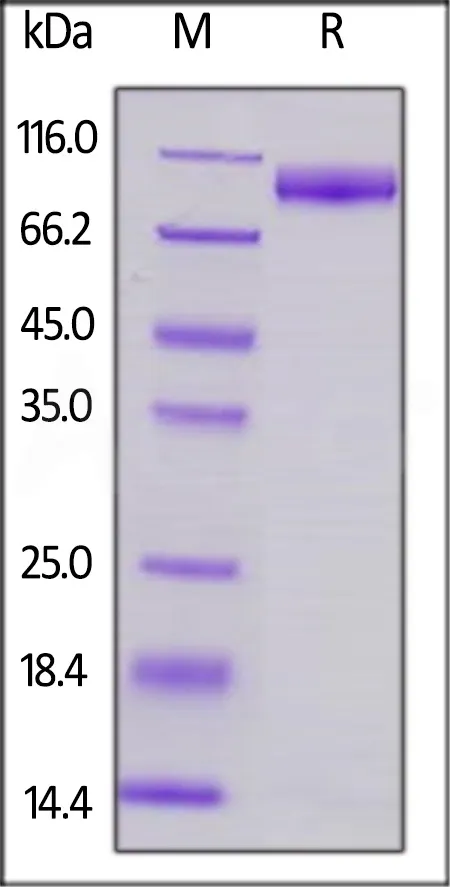 Mouse SIRP alpha / CD172a Protein, Fc Tag (MALS verified) - image 1