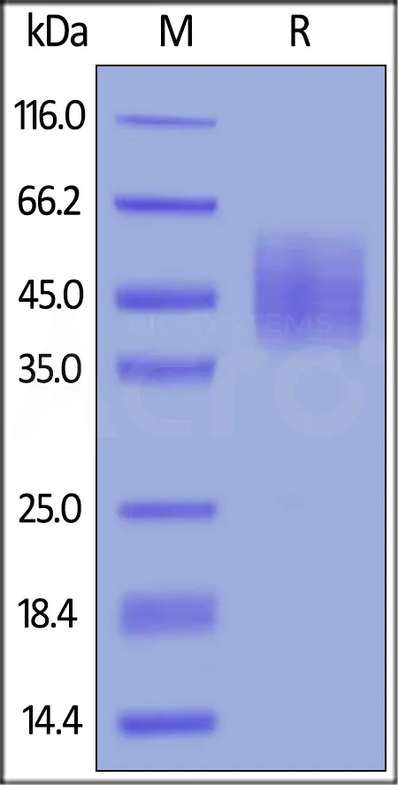 Cynomolgus DNAM-1 / CD226 Protein, His Tag - image 1
