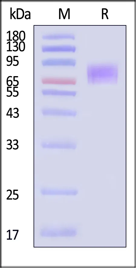 Cynomolgus / Rhesus macaque CD19 (20-292) Protein, Fc Tag - image 1