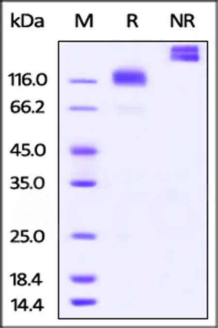 Cynomolgus M-CSF R / CSF1R / CD115 Protein, Fc Tag - image 1