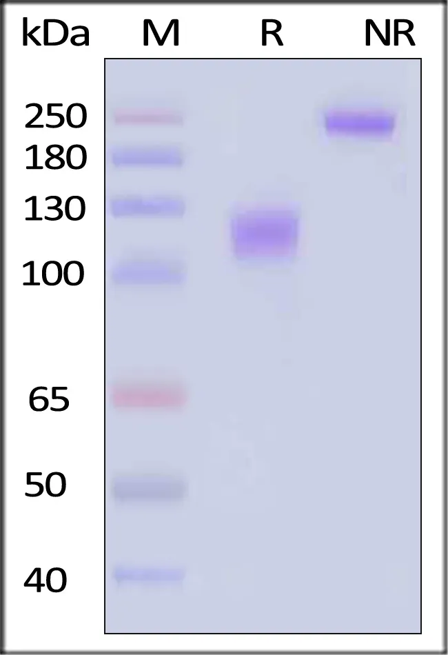 Mouse M-CSF R / CSF1R / CD115 Protein, Fc Tag, low endotoxin - image 1