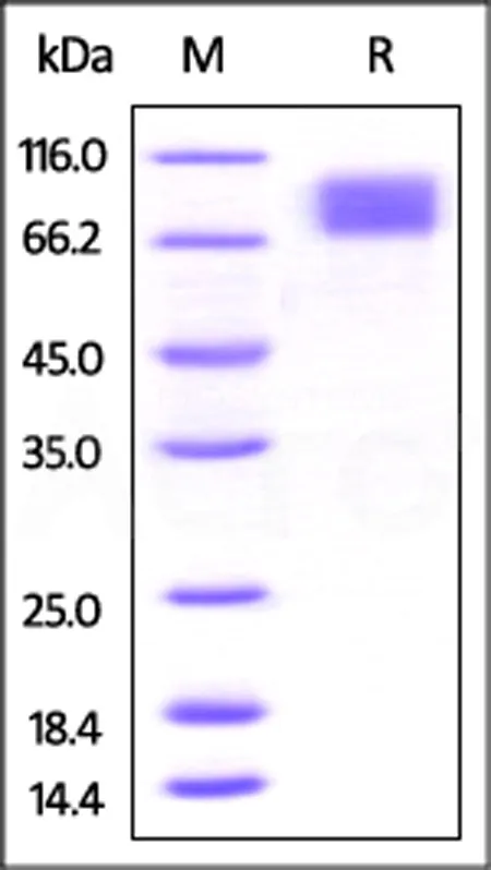 Mouse M-CSF R / CSF1R / CD115 Protein, His Tag - image 1