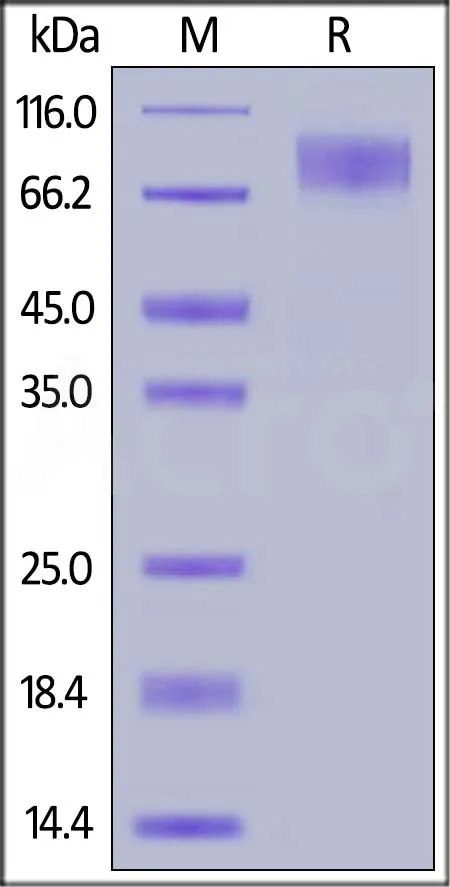 Rabbit M-CSF R / CSF1R / CD115 Protein, His Tag - image 1