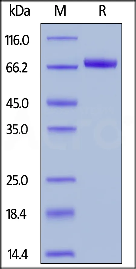 Biotinylated Human Dkk-1 Protein, Fc,Avitag™ - image 1