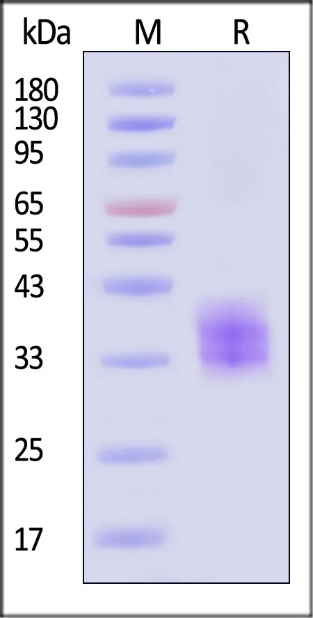 Rhesus macaque EpCAM / TROP1 Protein, His Tag - image 1