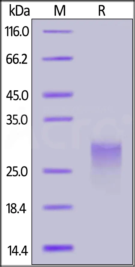 Biotinylated Human PVRIG Protein, His,Avitag™ - image 1