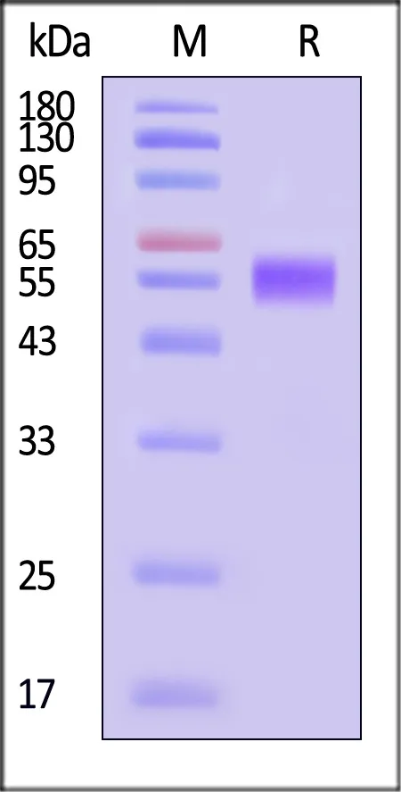 Human IL-1 RAcP / IL-1 R3 Protein, His Tag (MALS verified) - image 1