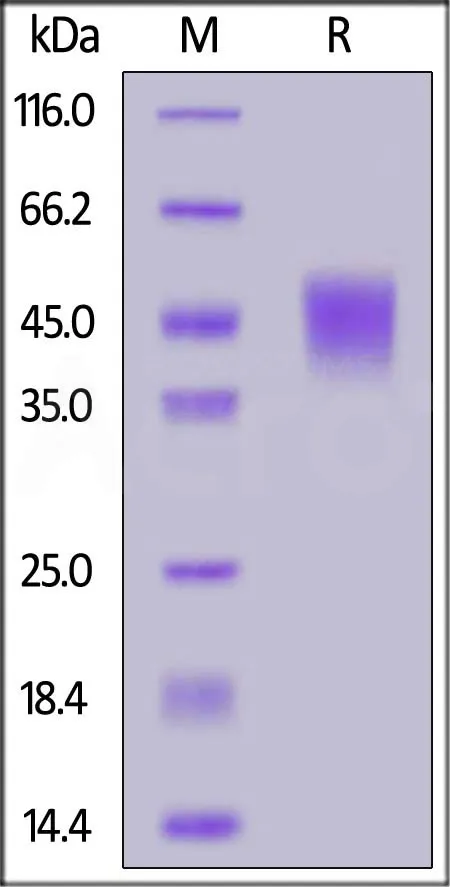 Mouse Coagulation Factor III / Tissue Factor Protein, His Tag (MALS verified) - image 1