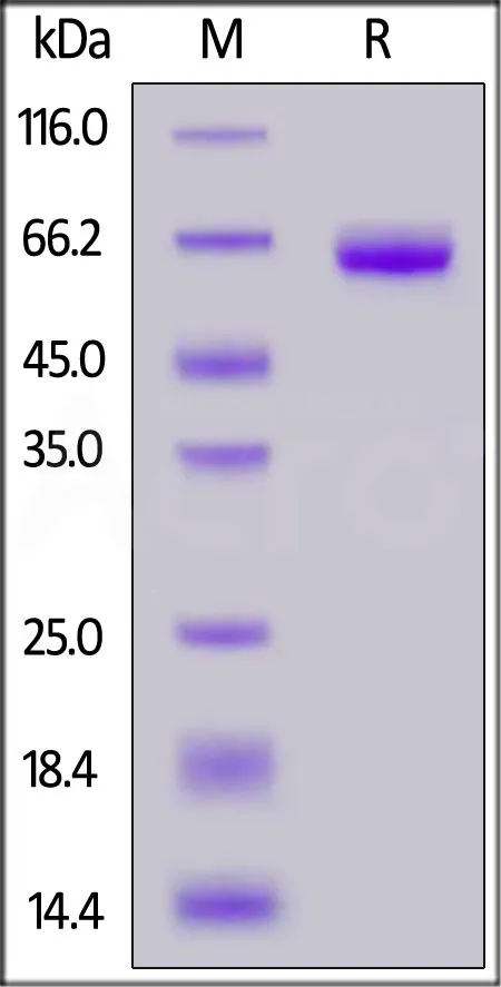 Human Coagulation Factor III / Tissue Factor Protein, Fc Tag (active enzyme) - image 1