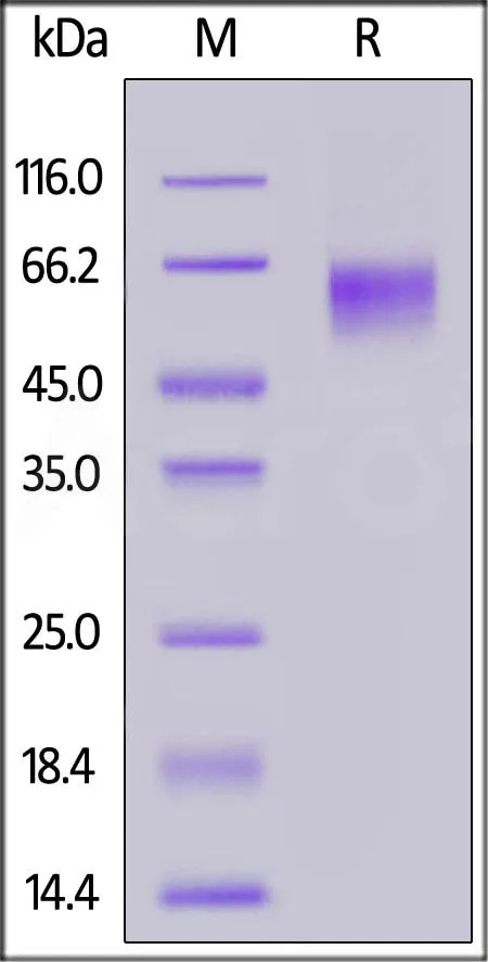 Biotinylated Cynomolgus LIV-1 / SLC39A6 Protein, His,Avitag™ - image 1