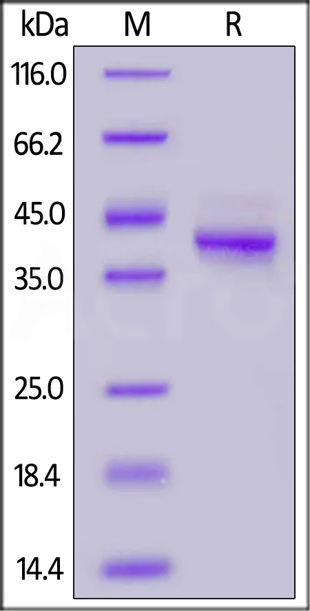 Cynomolgus Mucin-1 / MUC-1 Protein, Fc Tag - image 1
