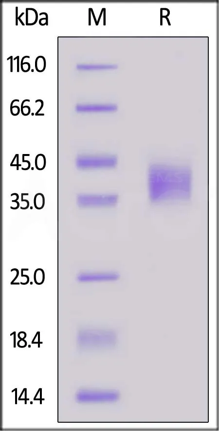 Cynomolgus Coagulation Factor III / Tissue Factor Protein, His Tag (active enzyme, MALS verified) - image 1