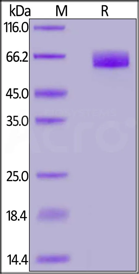 Human CD44 Protein, Fc Tag (HPLC-verified) - image 1