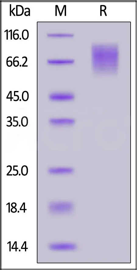 Biotinylated Mouse SIRP alpha / CD172a Protein, His,Avitag™ (MALS verified) - image 1