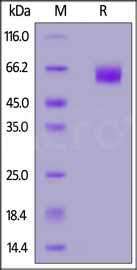 Biotinylated Cynomolgus SIRP alpha / CD172a Protein, His,Avitag™ (MALS verified) - image 1