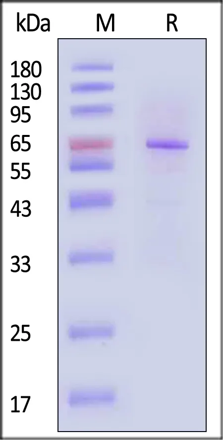 Human DcR3 / TNFRSF6B Protein, Fc Tag - image 1