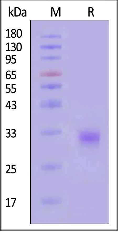 Cynomolgus CLEC4C / BDCA2 Protein, His Tag (MALS verified) - image 1
