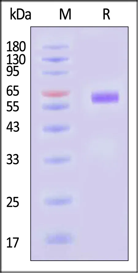 Human LILRA4 / CD85g / ILT7 Protein, His Tag (MALS verified) - image 1
