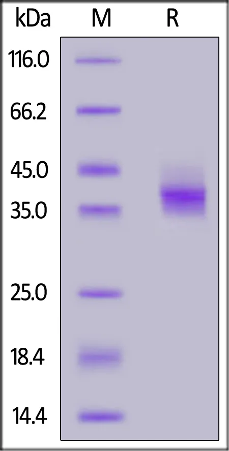 Biotinylated Cynomolgus / Rhesus macaque PD-L1 / B7-H1 Protein, His,Avitag™ (MALS verified) - image 1