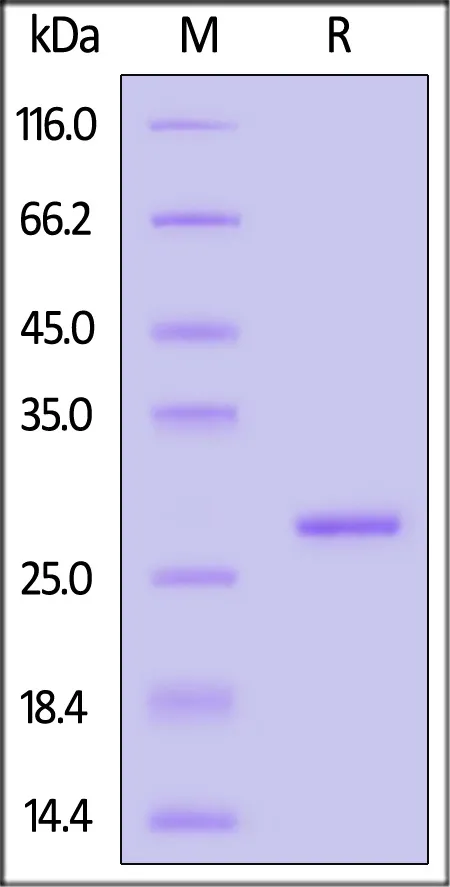 Biotinylated Human C-Reactive Protein (CRP), His,Avitag™ (MALS verified) - image 1
