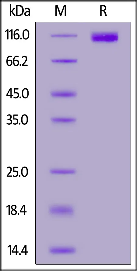 Rhesus macaque CD117 / c-kit Protein, Fc Tag (MALS verified) - image 1