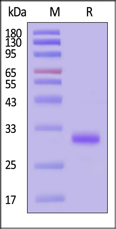 Mouse IgG3 Fc Protein, Tag Free (MALS verified) - image 1
