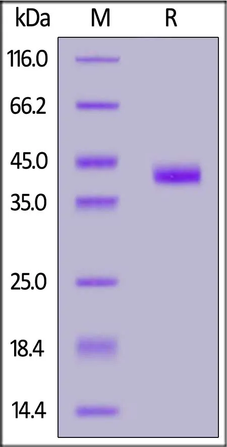 Mouse IGF-I Protein, Fc Tag (MALS verified) - image 1