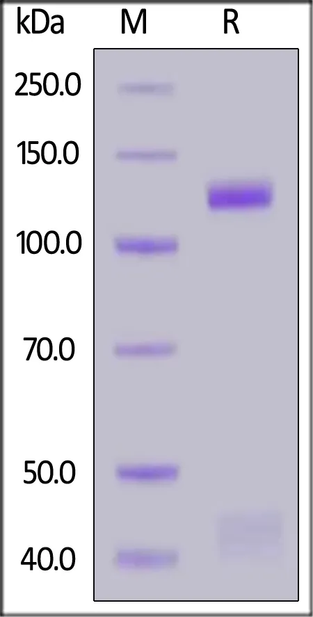 Mouse HGF R / c-MET Protein, Fc Tag (MALS verified) - image 1