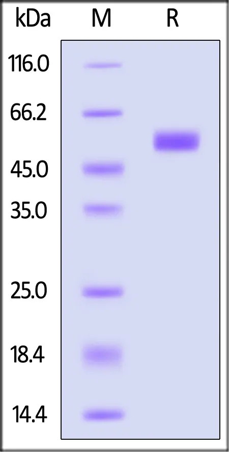 Human NKp30 / NCR3 / CD337 Protein, Llama IgG2b Fc Tag, low endotoxin - image 1
