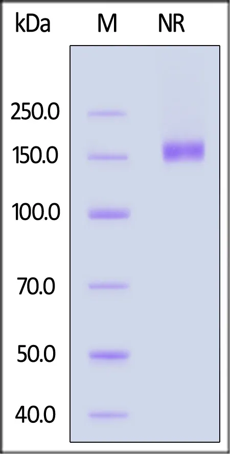 Human CD27 Ligand / CD70 Protein, Llama IgG2b Fc Tag, low endotoxin - image 1