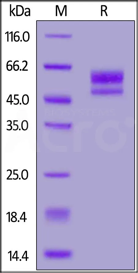 Cynomolgus CD3 epsilon&CD3 delta Heterodimer Protein, Fc,His Tag&Fc,Flag Tag (MALS verified) - image 1