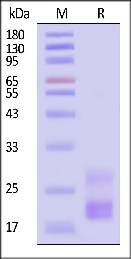 Human CD3 epsilon&CD3 gamma Heterodimer Protein, His Tag&Tag Free (MALS verified) - image 1