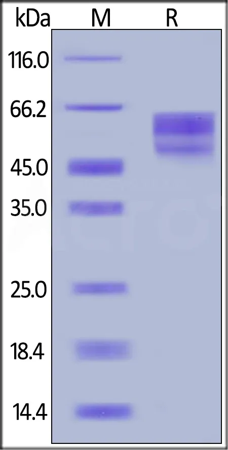 Cynomolgus CD3E&CD3D Heterodimer Protein, Llama Fc&Llama Fc, low endotoxin - image 1