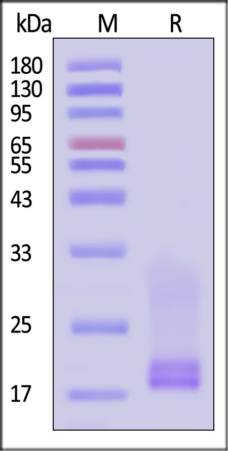 Biotinylated Cynomolgus CD3E&CD3D Heterodimer Protein, His,Avitag™&Tag Free (MALS verified) - image 1