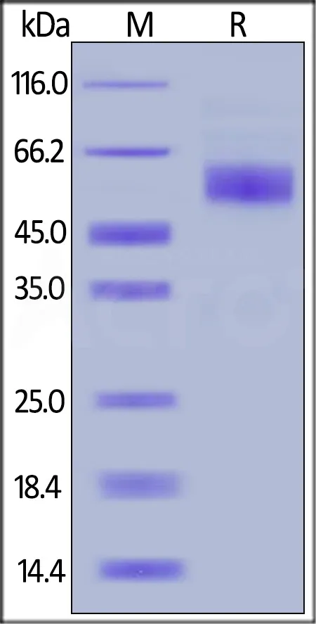 Human CD3E&CD3D Heterodimer Protein, Llama Fc&Llama Fc, low endotoxin - image 1