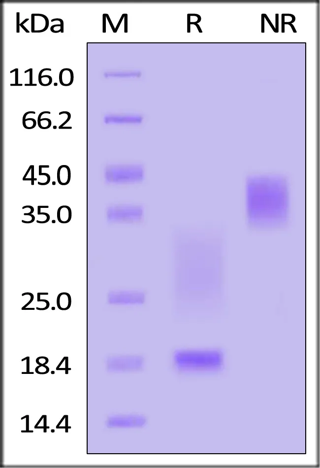 Mouse CD3 epsilon&CD3 delta Heterodimer Protein, His Tag&Flag Tag (MALS verified) - image 1