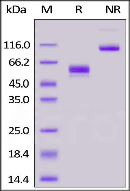 Mouse CD3 epsilon&CD3 delta Heterodimer Protein, Fc,His Tag&Fc,Flag Tag (MALS verified) - image 1