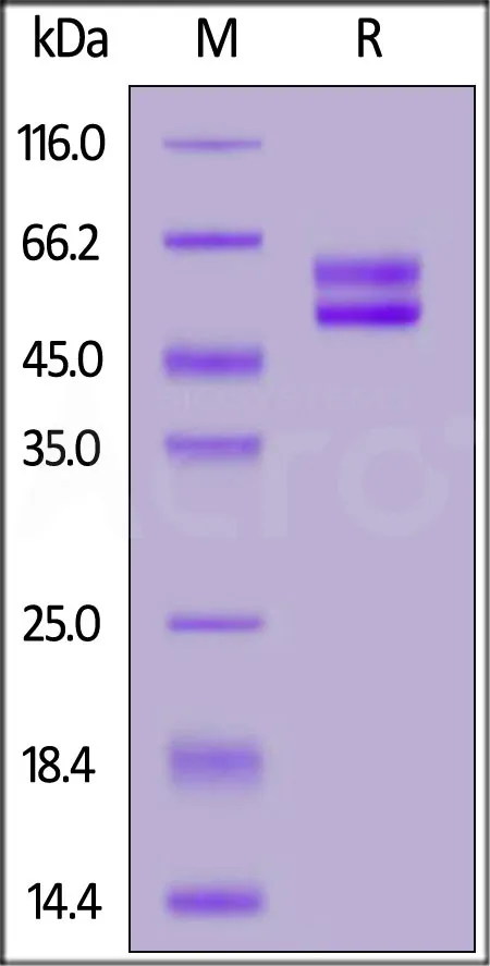 Rabbit CD3E&CD3D Heterodimer Protein, Llama Fc&Llama Fc, low endotoxin (MALS verified) - image 1
