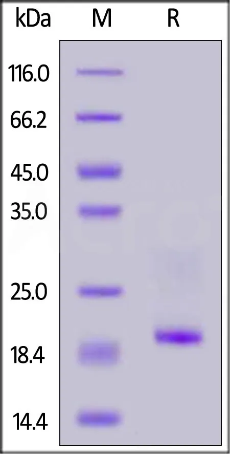 Rabbit CD3 epsilon&CD3 delta Heterodimer Protein, His Tag&Flag Tag (MALS verified) - image 1